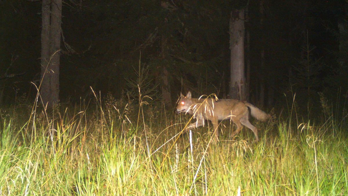 Pase se jelen tam, kde loví vlk? Projekt zkoumá vliv predátorů na horský ekosystém Šumavy